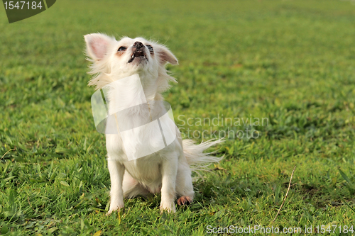 Image of barking chihuahua