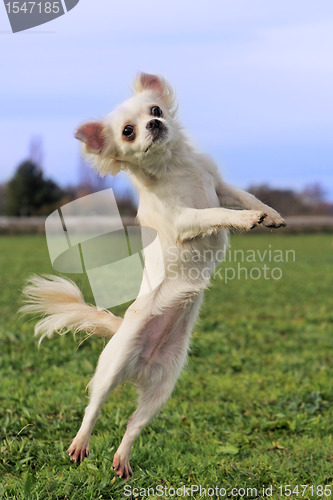 Image of jumping chihuahua