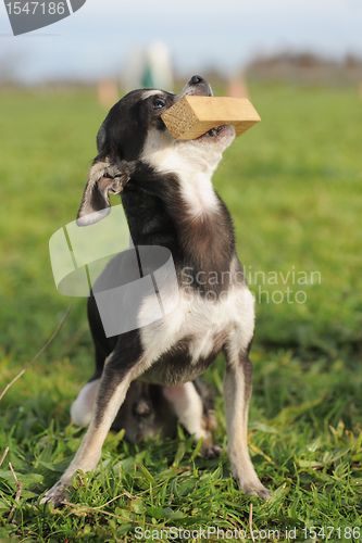 Image of puppy chihuahua and stick
