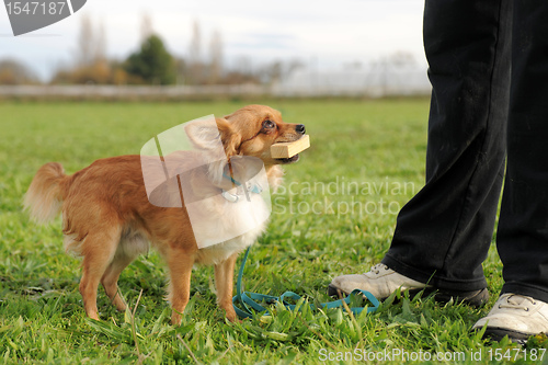 Image of chihuahua and stick