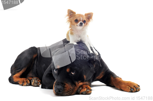 Image of rottweiler and puppy chihuahua