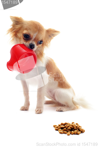 Image of puppy chihuahua and food bowl