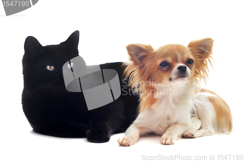 Image of chihuahua and cat