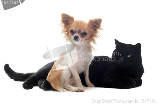 Image of chihuahua and cat