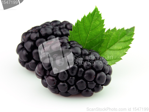 Image of Ripe blackberry