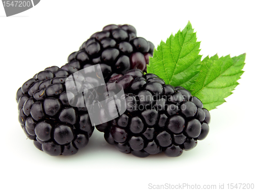 Image of Blackberry in closeup