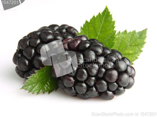 Image of Blackberry with leaves