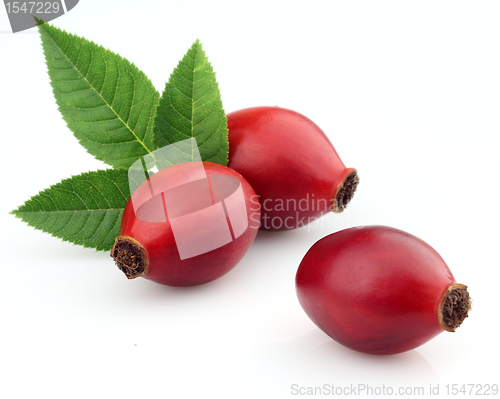 Image of Dog rose with leaves