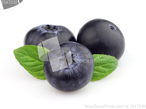 Image of Blueberry with leaves of mint