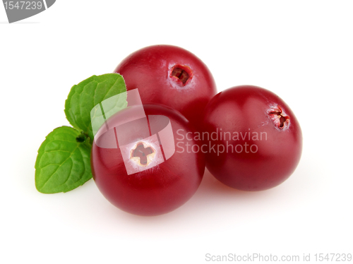 Image of Fresh cranberry in a white background