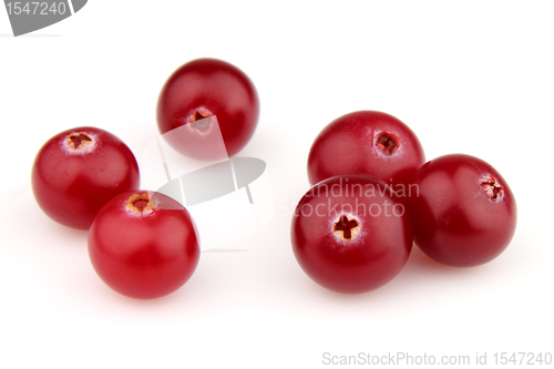 Image of Ripe cranberry in closeup