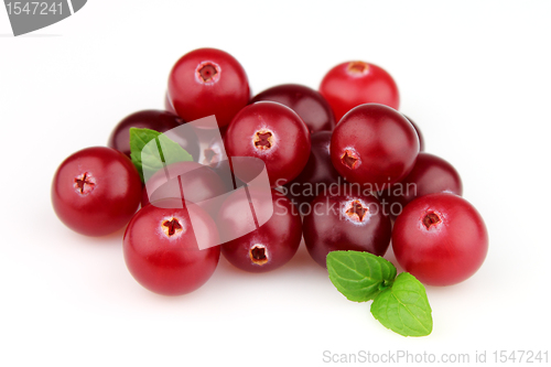 Image of Cranberry with leaves