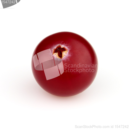 Image of Cranberry in closeup