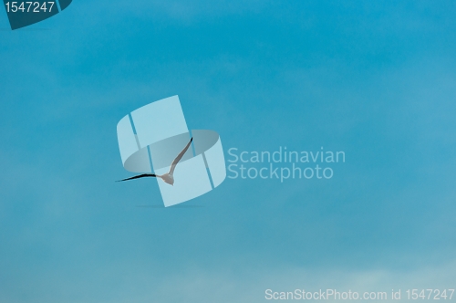 Image of Seagull against blue sky 