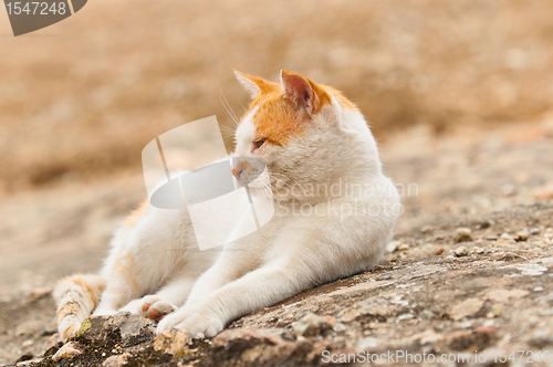 Image of Cute cat starting to sleep on the floor