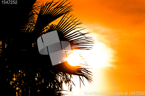 Image of Beautiful summer background with a silhouette