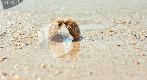 Image of Closeup of a sea shell on wet sand