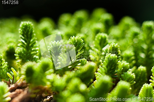 Image of Fresh green plant ready to grow