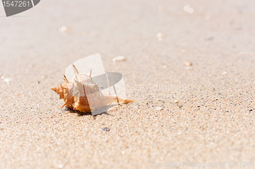 Image of Closeup of a sea shell on wet sand