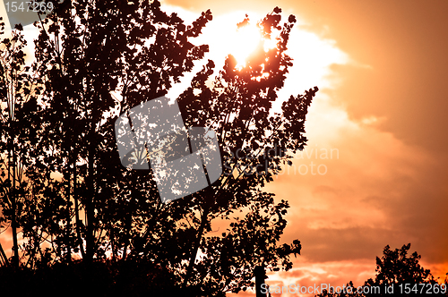 Image of Silhouette of a tree before sunset