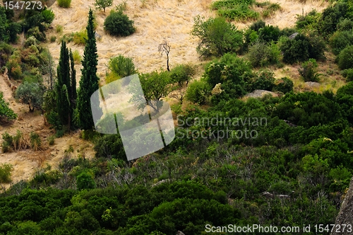 Image of Uncultivated forest in the mountains