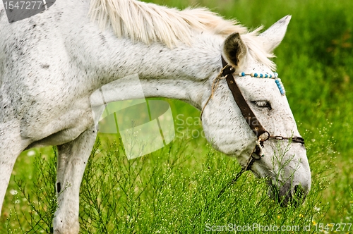 Image of A white horse feeding outdoors