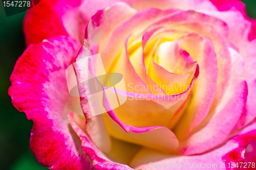 Image of Pink Rose closeup on green background
