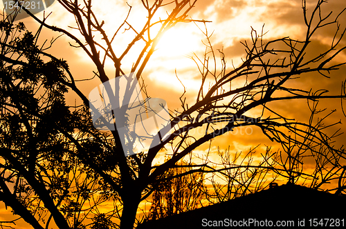 Image of Silhouette of a tree before sunset