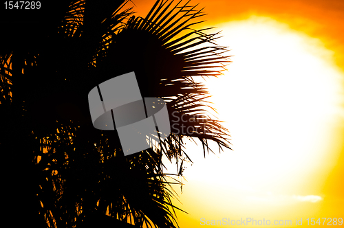 Image of Beautiful summer background with the silhouette of a palm, tree