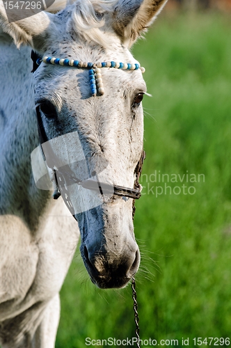 Image of Head of a big horse against green background