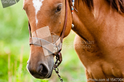 Image of Closeup photo of a young horse against green background