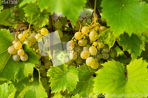 Image of Closeup photo of some fresh green grapes