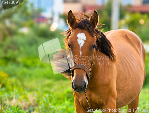 Image of Closeup photo of a young horse against green background