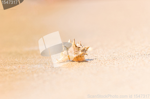 Image of Closeup of a sea shell on wet sand