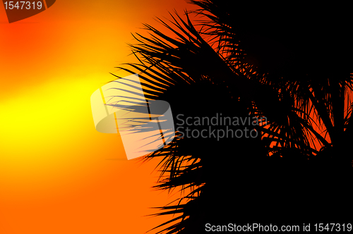Image of Summer background in orange color with palm