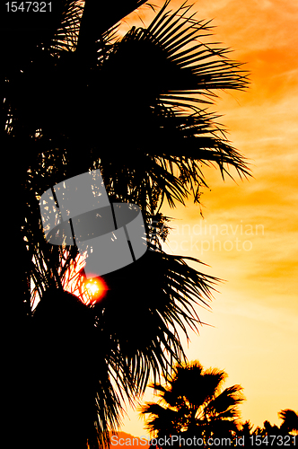 Image of Summer background in orange color with palm