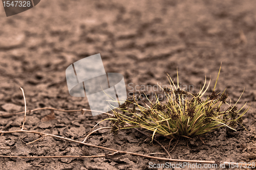 Image of Dry soil closeup before rain with plant