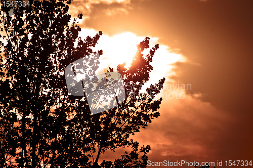 Image of Silhouette of a tree before sunset