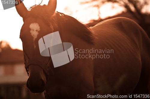 Image of Vintage photo of a cute horse