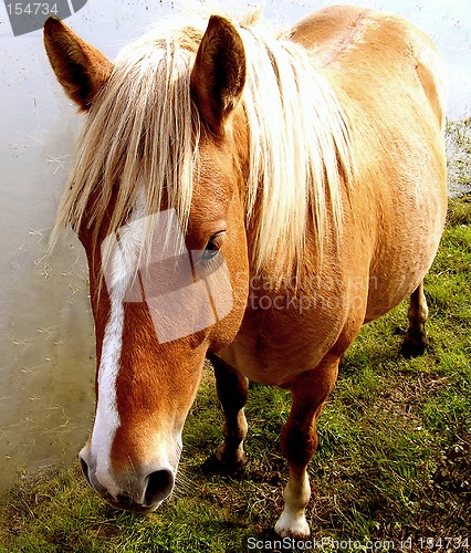 Image of Pony