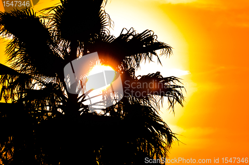Image of Summer background in orange color with palm
