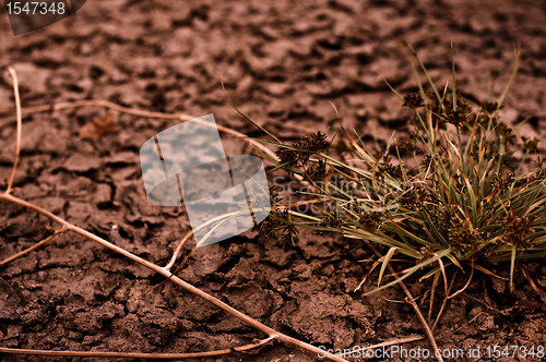 Image of Dry soil closeup before rain with plant