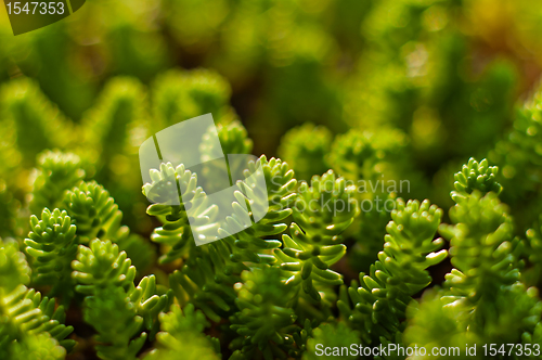 Image of Fresh green plant ready to grow