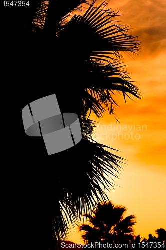 Image of Summer background in orange color with palm