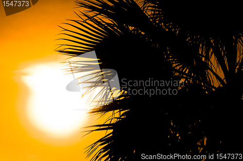 Image of Summer background with palm tree