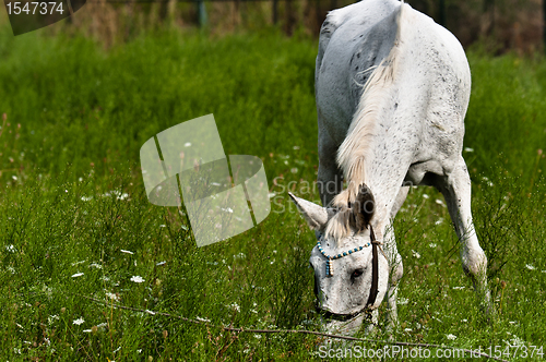 Image of A white horse feeding outdoors