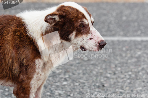 Image of Abandoned lone dog on the road