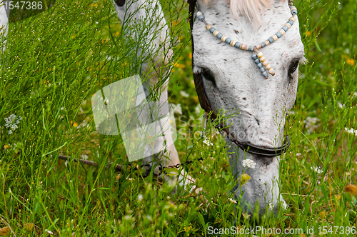 Image of A white horse feeding outdoors
