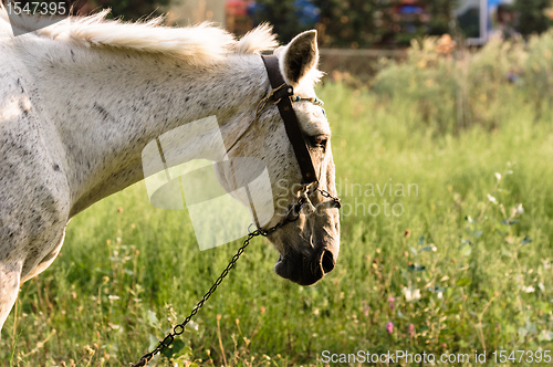 Image of Closeup of a beutiful white horse