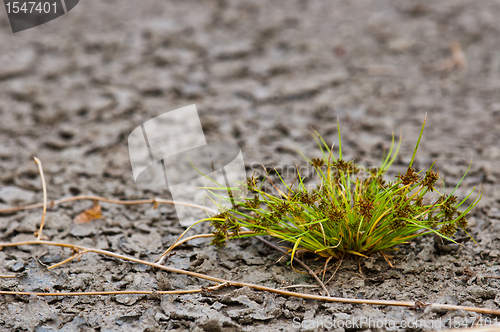 Image of Fresh green plant on dry soil